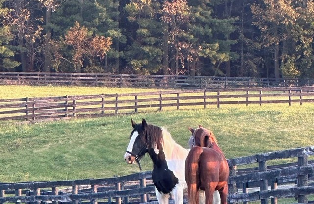 Horse lovers paradise with 2 bedrooms and WiFi, AC in Lake Geneva