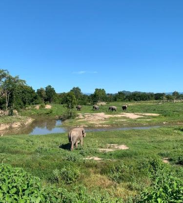 I love phants Lodge