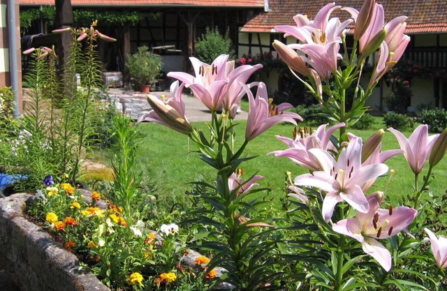 Independent gite 45 m2 in charming Alsatian farm with pool and orchard
