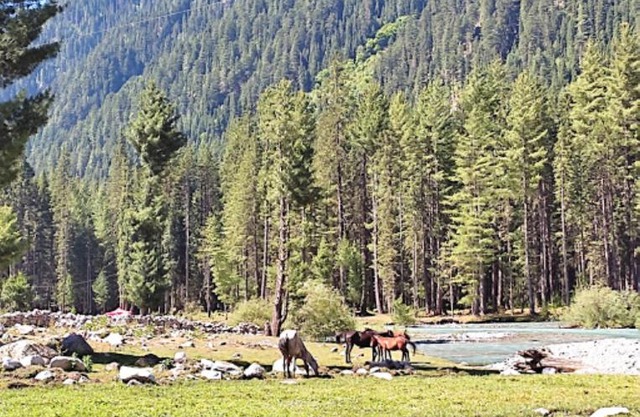 Kumrat Glamping Resorts