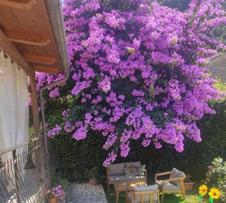La Bouganville e Il Gelsomino