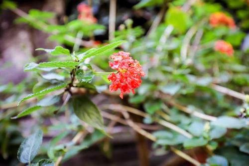 La casa di Zucca sopra piazza Plebiscito!