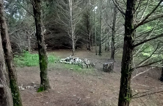 Lonely Pine @B Berry Farms