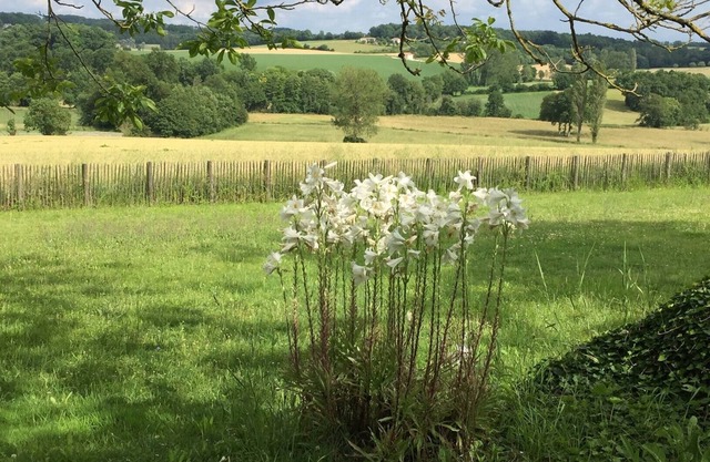 Looking for a cosy cottage in the peaceful Dordogne/Charente area? You found it.