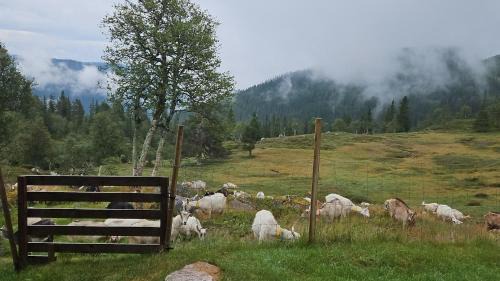 Magic View - Unspoiled nature - Summer mountain pasture with goats