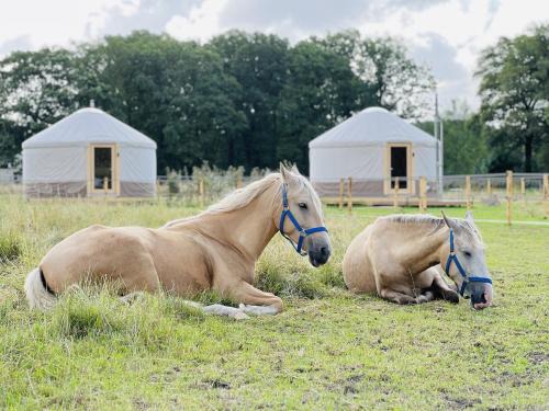 Magnolia Hoeve - Unieke Bestemming voor Paardenliefhebbers en Bijzondere Overnachtingen in de natuur