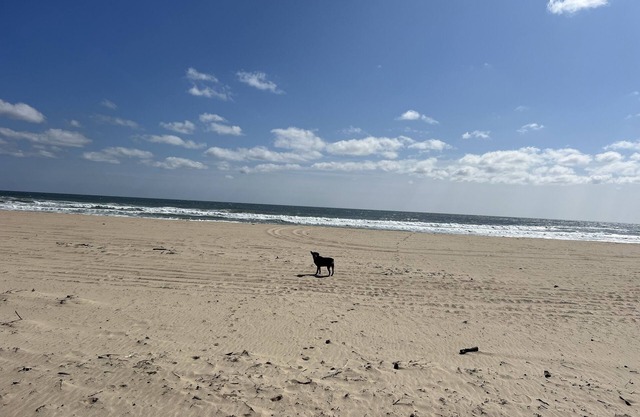 Montauk Cozy Beach Studio. Walk to private ocean beach & always pet friendly!