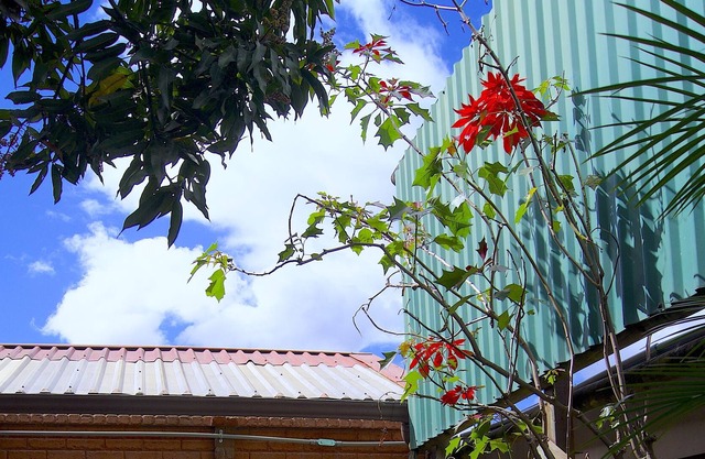 Oasis in a city apartment