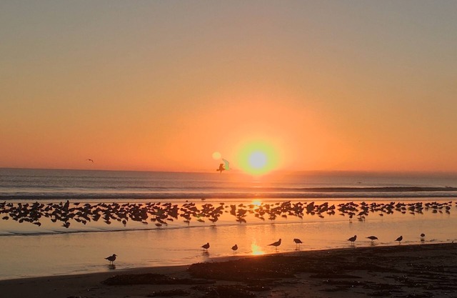 Organic Beach Retreat