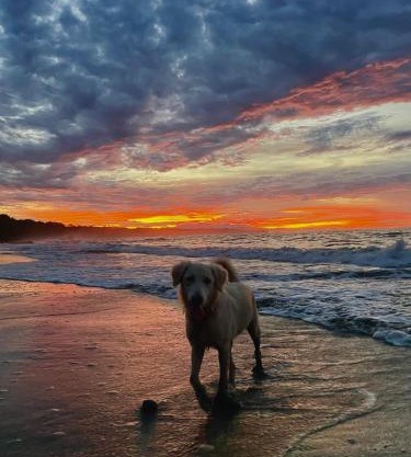 Pangea Lodge with Shared Pool at the Heart of Manzanillo