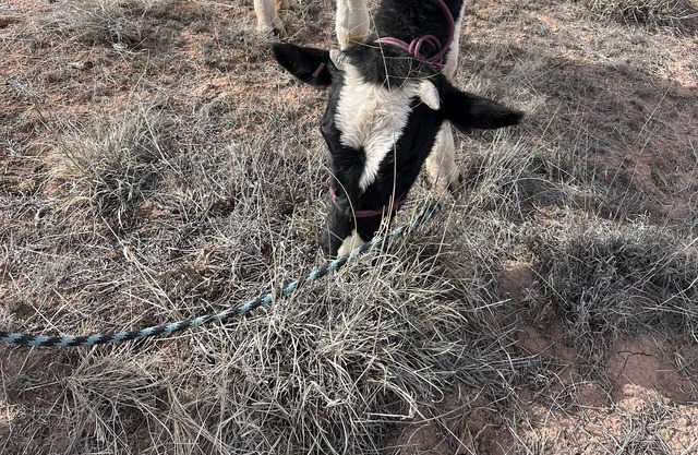 Petrified Forest Campground Raw barren Land