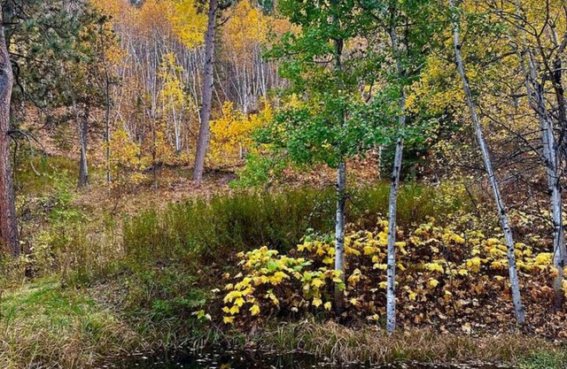 Ponderosa Pines: Room 19 Peaceful Pines