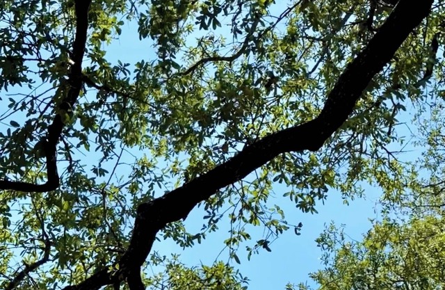 Private RV site in Castroville with water and electric hookups, grill, fire pit