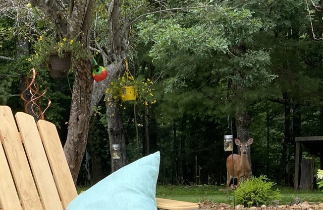 Quiet, tranquil and peaceful setting just steps from the Blue Ridge Parkway