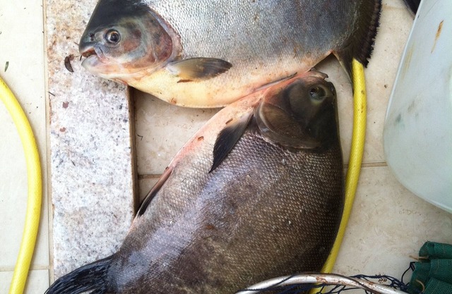 Rancho Sertão - Fishing, Party and Leisure.