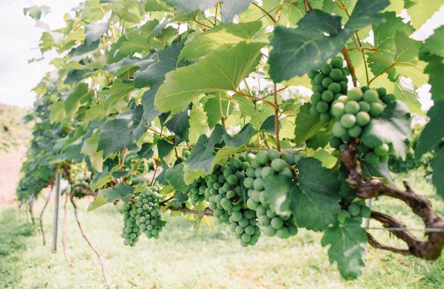 Recanto das Videiras - Casa em Vinícola