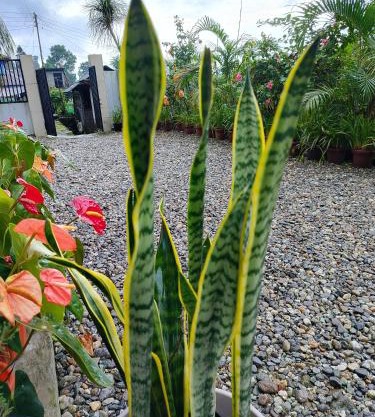 Rongo's Riverside Farm Stay