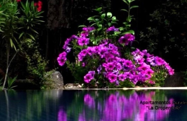 Rural apartment La Oropéndola for 2 people