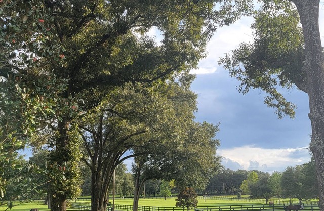 Sapling Studio @ Little Tree Farm