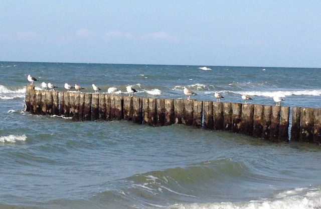 Seestern, Deutschland