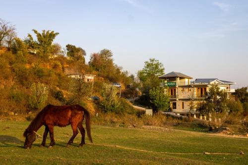 Shepherds Of Dharamshala