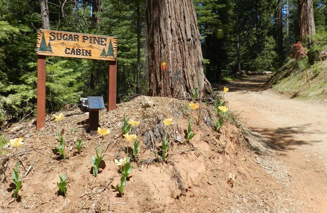 Sugar Pine Cabin in beautiful Mariposa Pines