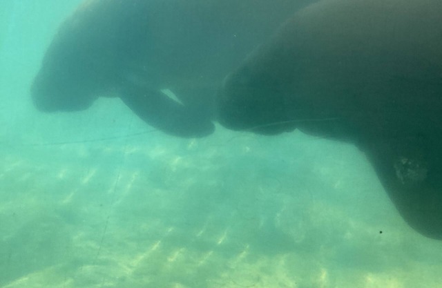 Sweet retreat in the springs home near 19 on quiet, secluded half acre