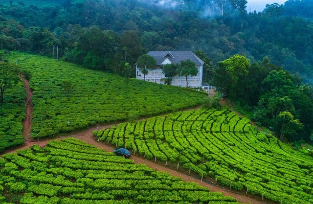 Tea Harvester