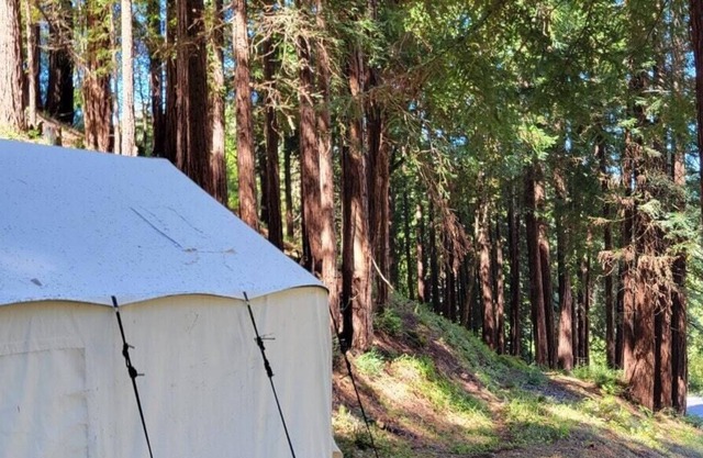 Tentrr Signature Site - Redwood Grove A