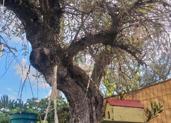 the olive house