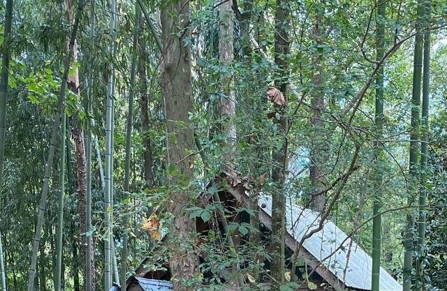 Tin Roof Rusted tiny house -2.5 miles to downtown, quite, secluded and private!