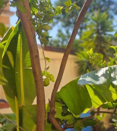 Villa Regina - Vitta