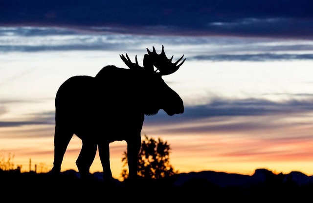 Wildlife Panorama Lofoten