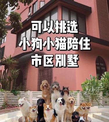 Woah Puppy Home Guesthouse Woah小狗之家民宿
