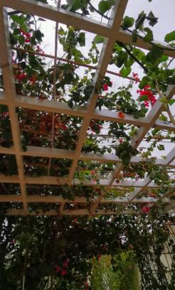 Bisha Ski Chalet | شاليه وضيافة الليوان