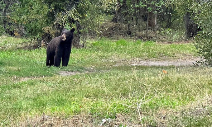 Moose Wilson Road House | 12 minutes to Grand Teton National Park. Pet Friendly.