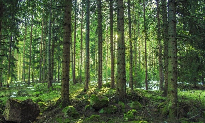 Wisconsin Dells RV Rental | 50 Amp Back in Site at Evergreen Hollow. Lots of Space. Semi-private & Secluded