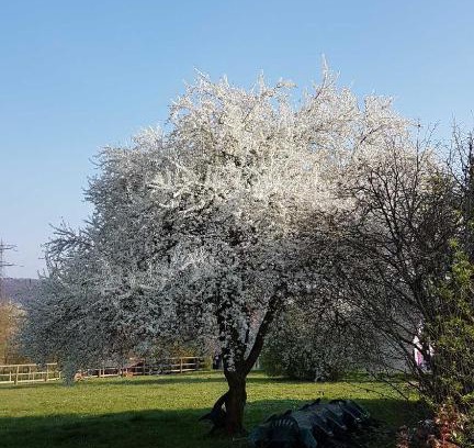 Kembs Apartment | Albrecht guest apartement