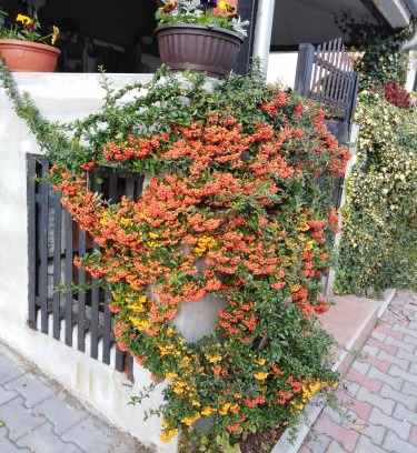 Nis Apartment | Apartment Fenix