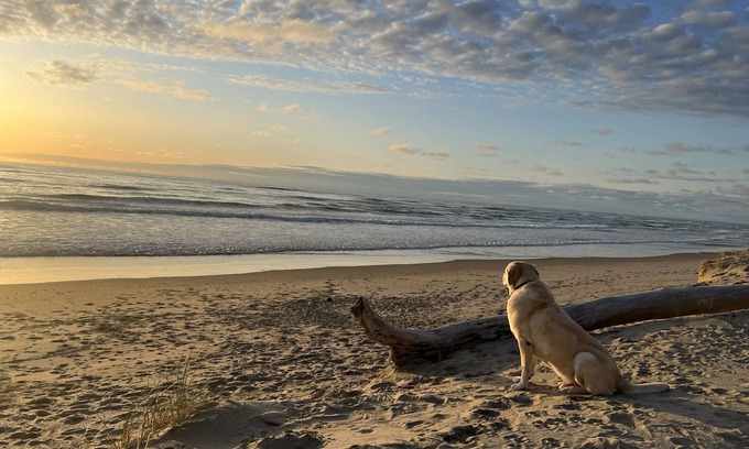 Bayshore House | BEACH FRONT with Bay Views! Pet Friendly