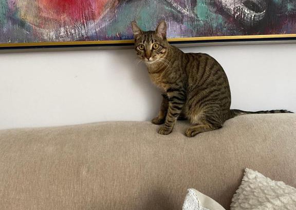 Serra House | Bilingual Home