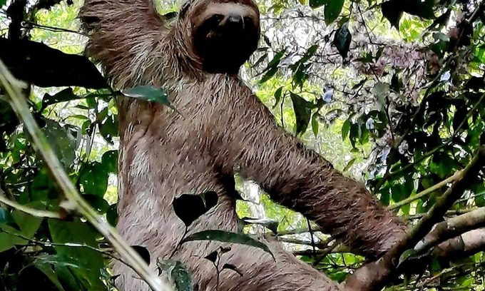 San Isidro de El General Cabin | Cabañas Para Descanso Oso Perezoso