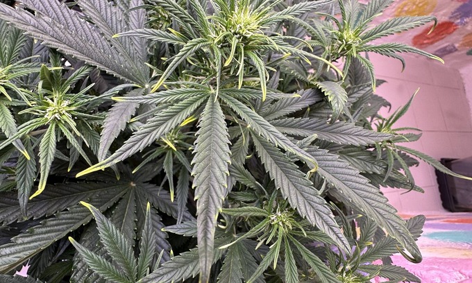 Cospicua House | Cannabis Friendly Rental 141