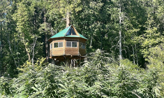 Cave Junction Cabin | Cannabis friendly treehouse with amazing mountain Views!