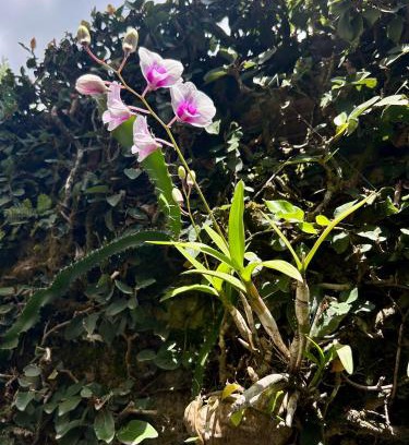 Lago Sul House | Casa da 17 - Lago Sul