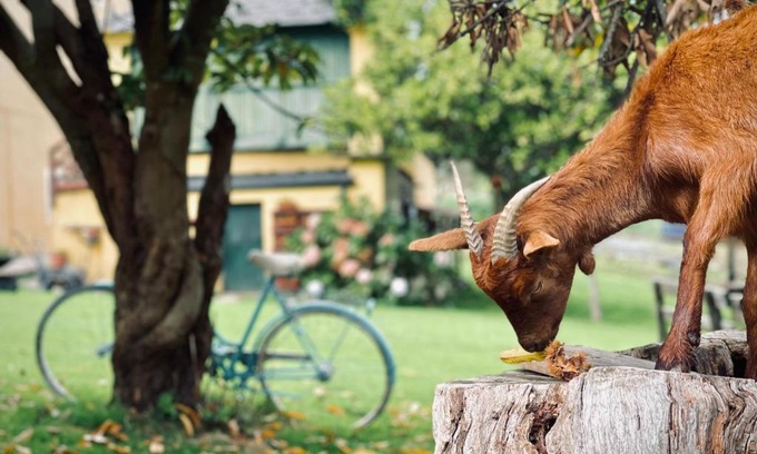 Foz Hotel | Casa da Roxa