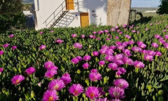 Illora House | Casita of Casa Olivar