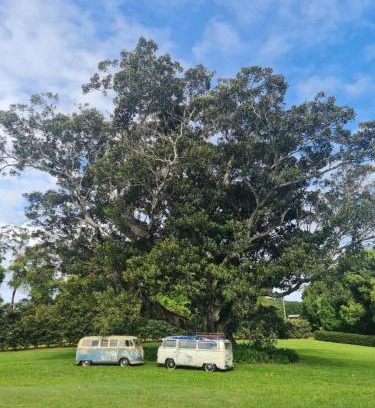 Bangalow House | Cedia at Byron Bay Hinterland
