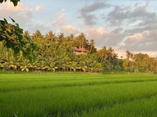 Suraberata House | Cliff House Balian