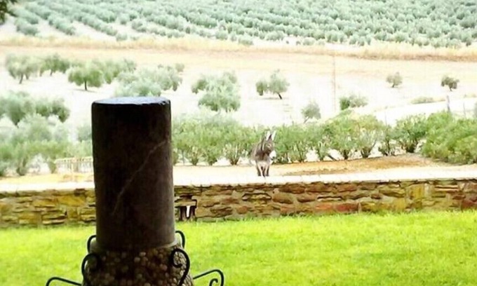 Arjona Cottage | Cortijo Cabañas Rural Apartments. Apt- first right